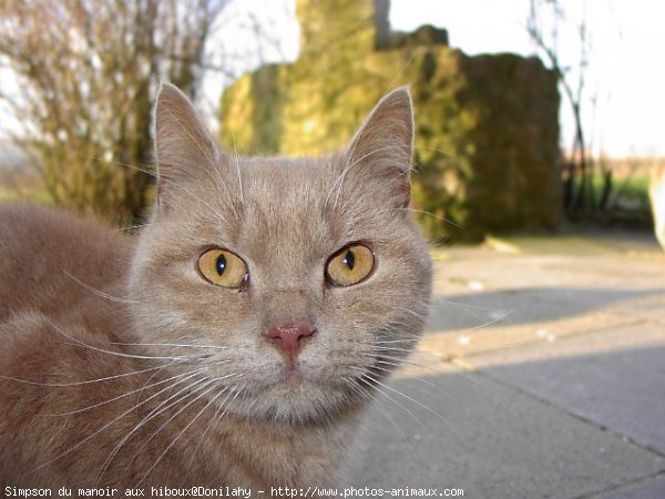 Photo de British shorthair