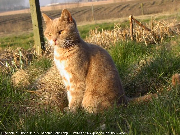 Photo de British shorthair