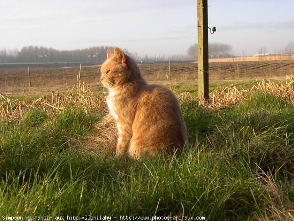 Photo de British shorthair