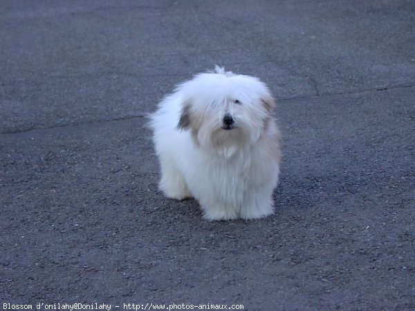 Photo de Coton de tulear