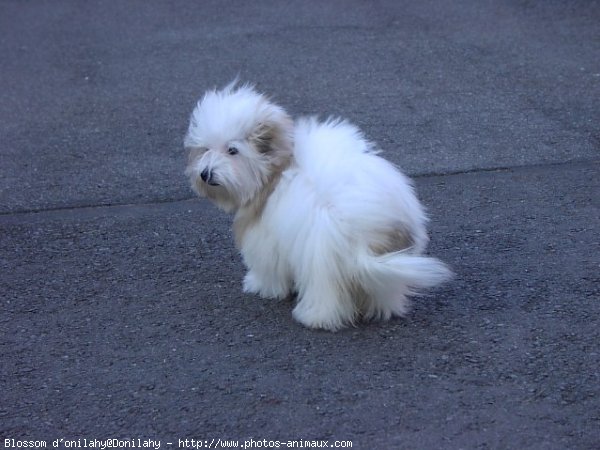 Photo de Coton de tulear