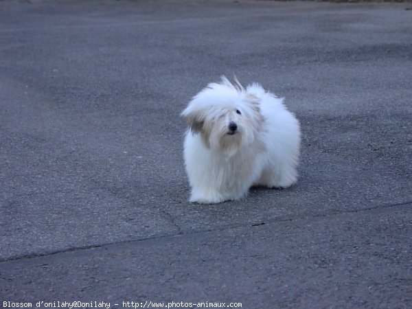 Photo de Coton de tulear