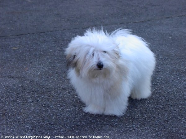 Photo de Coton de tulear