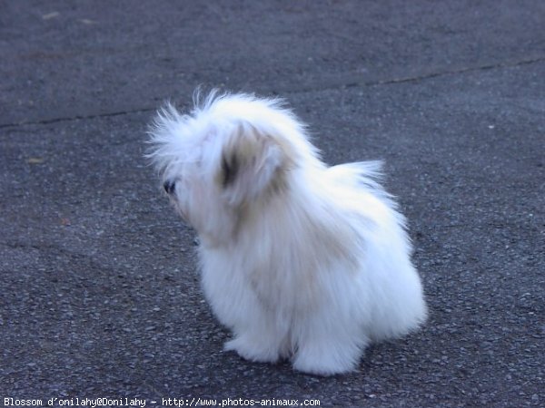 Photo de Coton de tulear