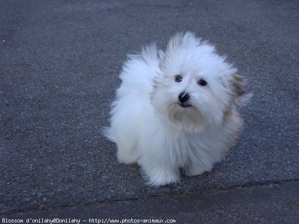 Photo de Coton de tulear