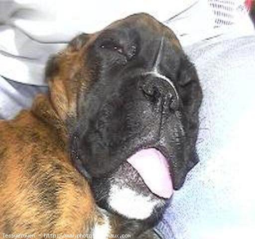 Photo de Boxer