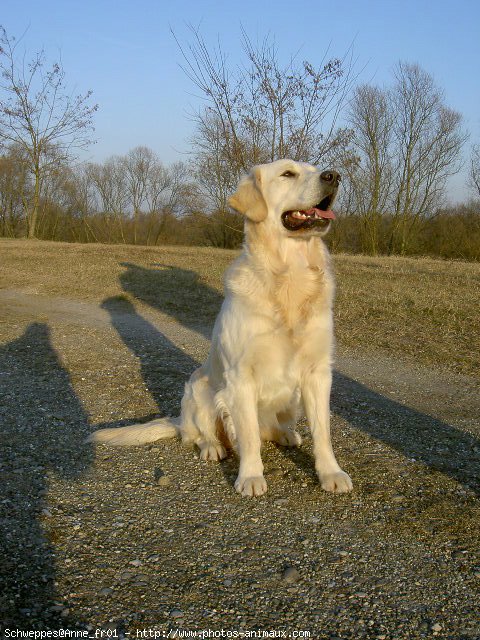 Photo de Golden retriever