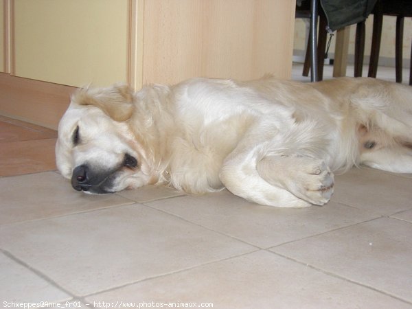 Photo de Golden retriever