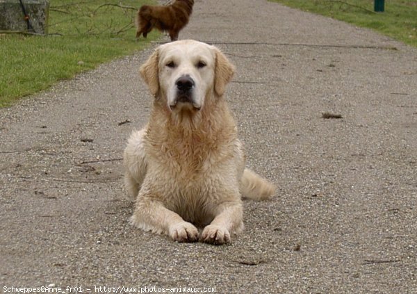 Photo de Golden retriever