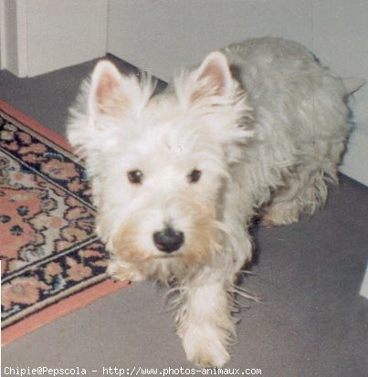 Photo de West highland white terrier