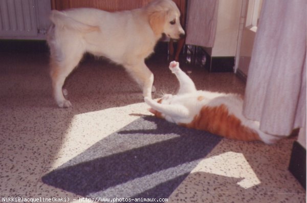 Photo de Golden retriever