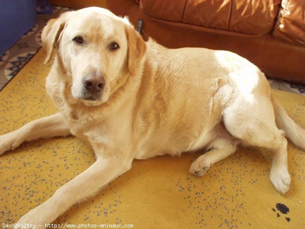 Photo de Labrador retriever