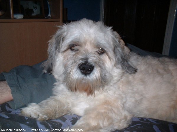 Photo de Lhassa apso