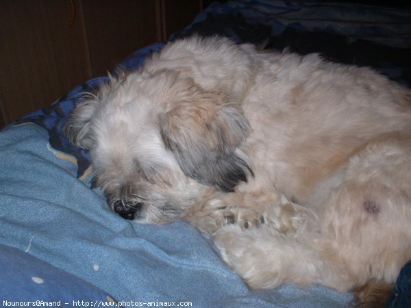 Photo de Lhassa apso