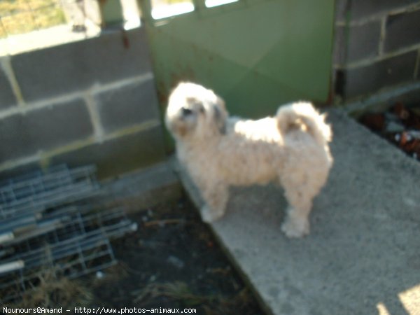 Photo de Lhassa apso