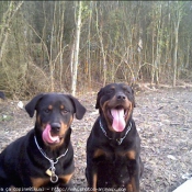 Photo de Rottweiler