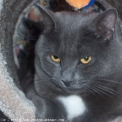 Photo de Chartreux