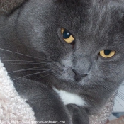 Photo de Chartreux