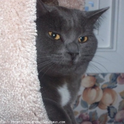 Photo de Chartreux