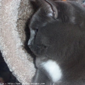 Photo de Chartreux