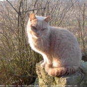 Photo de British shorthair