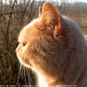 Photo de British shorthair