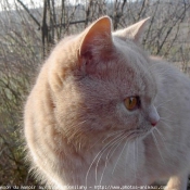 Photo de British shorthair