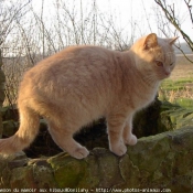 Photo de British shorthair