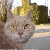 Photo de British shorthair