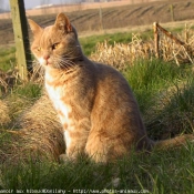 Photo de British shorthair