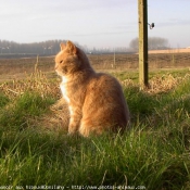 Photo de British shorthair