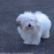 Photo de Coton de tulear