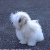 Photo de Coton de tulear