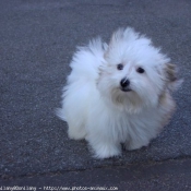 Photo de Coton de tulear