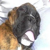 Photo de Boxer