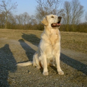 Photo de Golden retriever