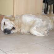 Photo de Golden retriever