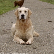 Photo de Golden retriever