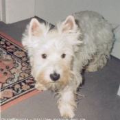 Photo de West highland white terrier