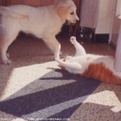 Photo de Golden retriever