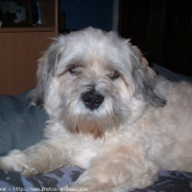 Photo de Lhassa apso