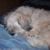 Photo de Lhassa apso