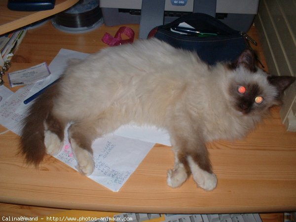 Photo de Sacr de birmanie