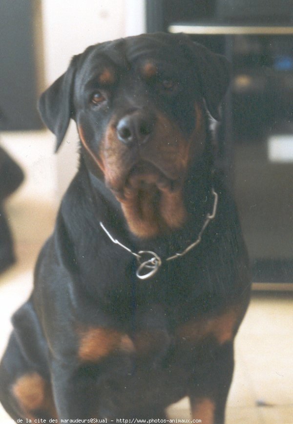 Photo de Rottweiler