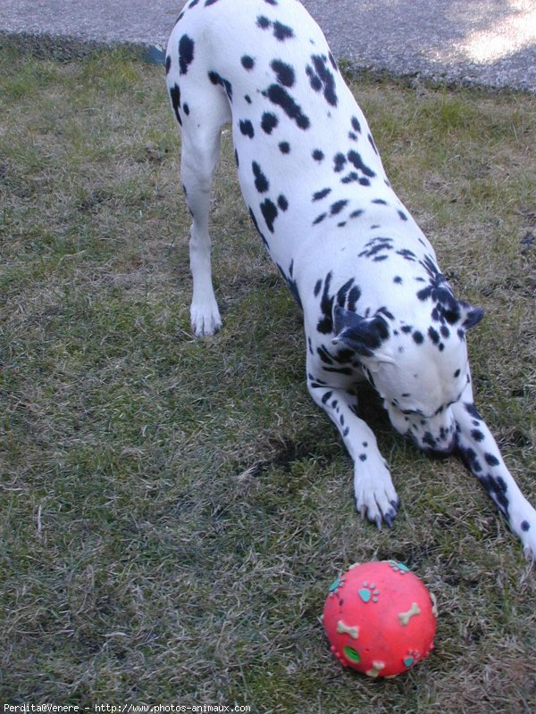 Photo de Dalmatien