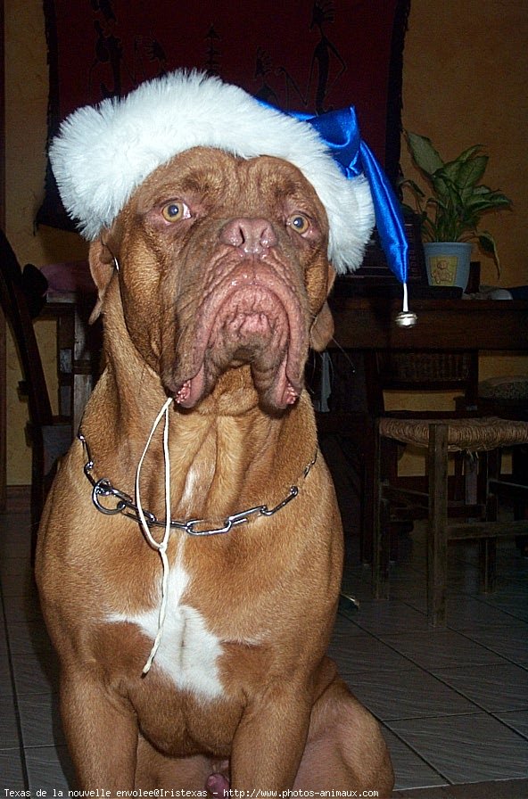 Photo de Dogue de bordeaux