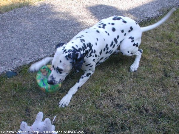 Photo de Dalmatien