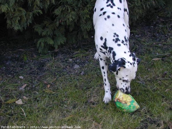 Photo de Dalmatien