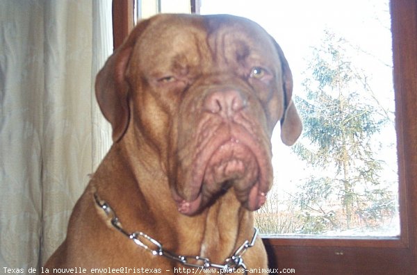 Photo de Dogue de bordeaux