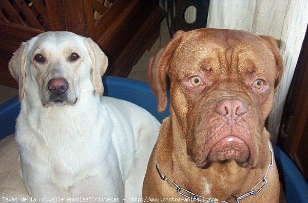 Photo de Dogue de bordeaux